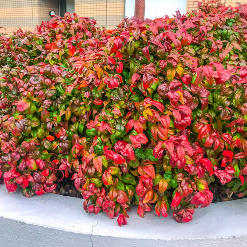 Bambus Sfant, Nandina Domestica Firepower