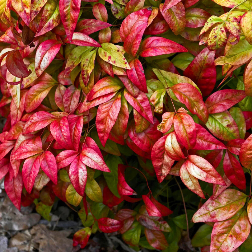 Bambus Sfant, Nandina Domestica Firepower