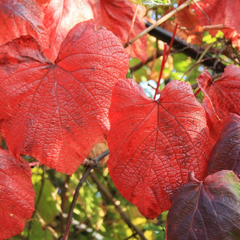 Vita Salbatica Japoneza, Vitis Vitaceae Crimson Glory