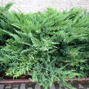 Ienupar de Virginia, Juniperus Virginiana