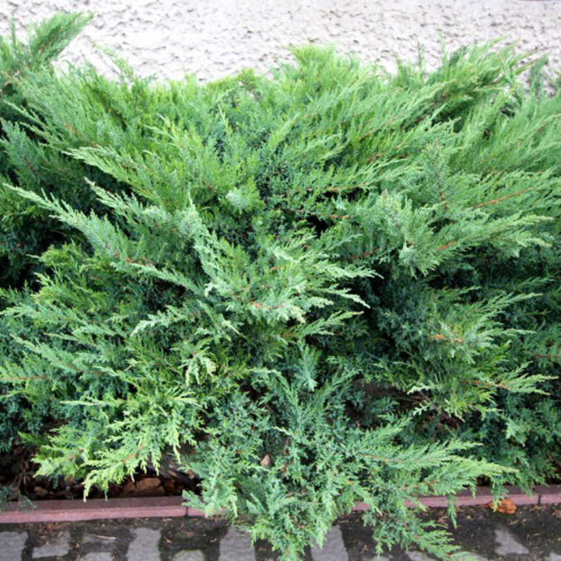 Ienupar de Virginia Spartan, Juniperus Virginiana Spartan