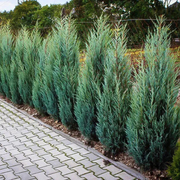 Ienupar Albastru Columnar, Juniperus Scopulorum Moonglow