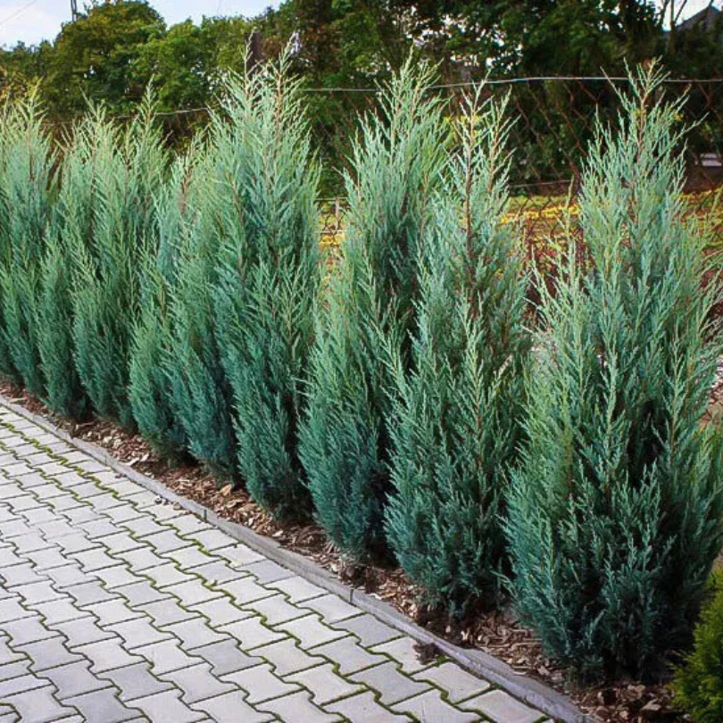 Ienupar Albastru Columnar, Juniperus Scopulorum Moonglow