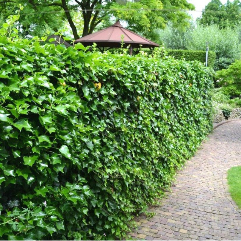 Iedera Atlantica, Hedera Hibernica