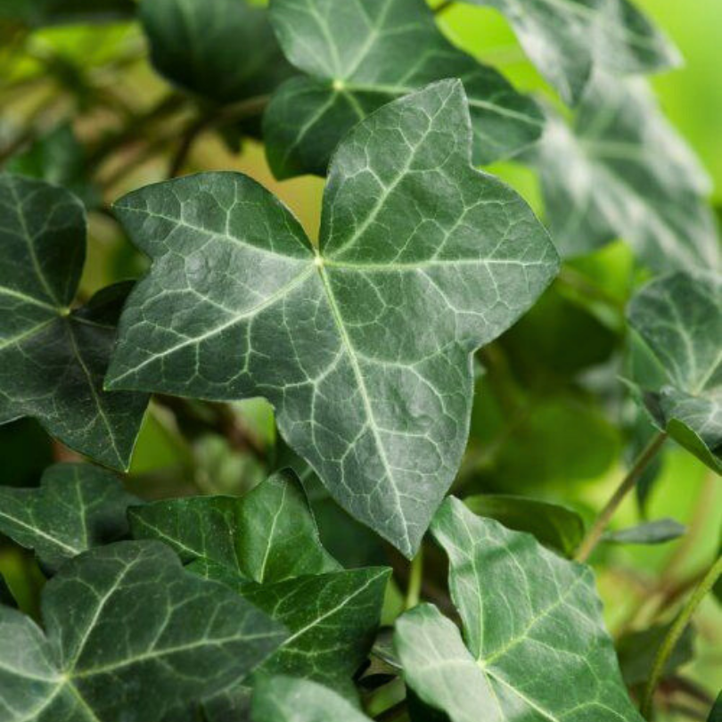 Iedera Atlantica, Hedera Hibernica