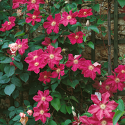 Clematita, Clematis Ernest Markham