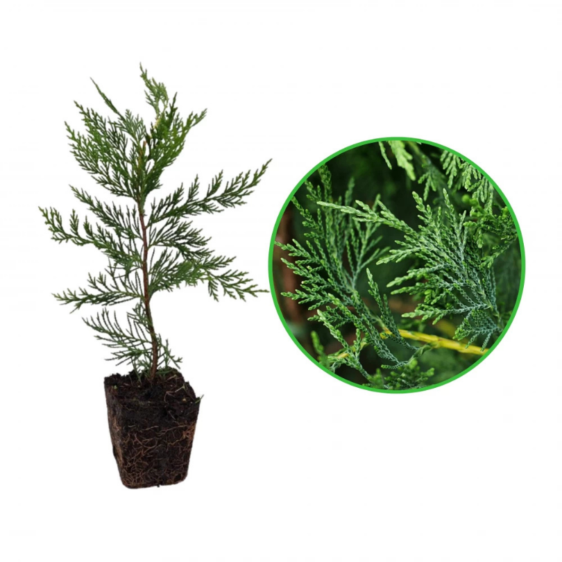 Chiparos Leyland, Cupressocyparis Leylandii