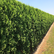 Tuia Smaragd, Thuja Occidentalis Smaragd