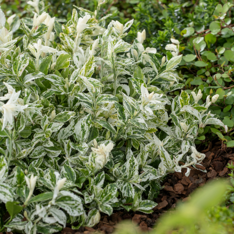 Salba Harlequin, Euonymus Fortunei Harlequin