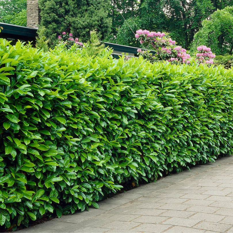 Laur Englezesc, Prunus Laurocerasus