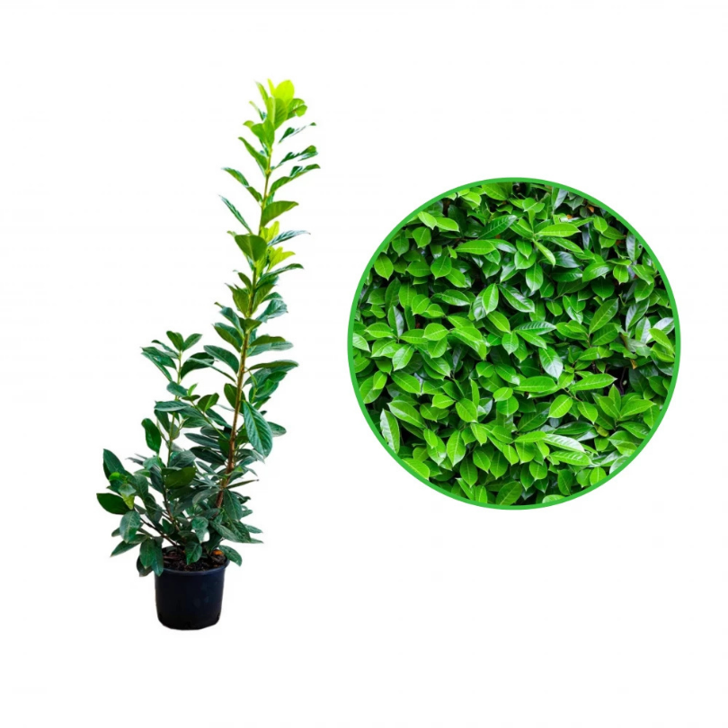 Laur Englezesc, Prunus Laurocerasus