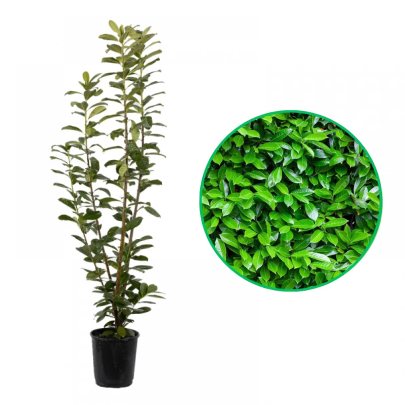Laur Englezesc, Prunus Laurocerasus