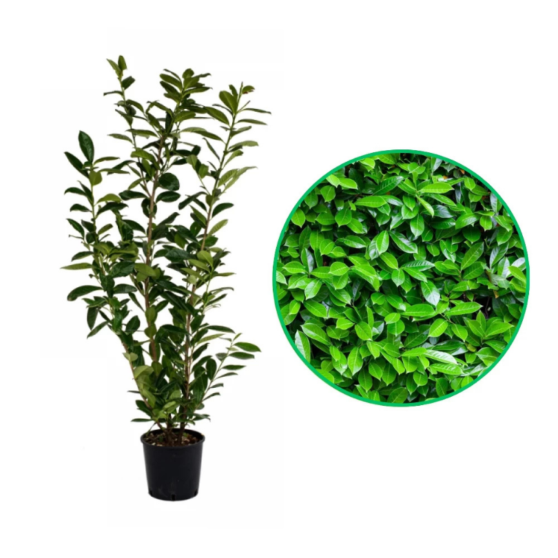 Laur Englezesc, Prunus Laurocerasus