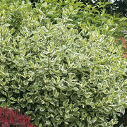 Corn, Cornus Alba Elegantissima