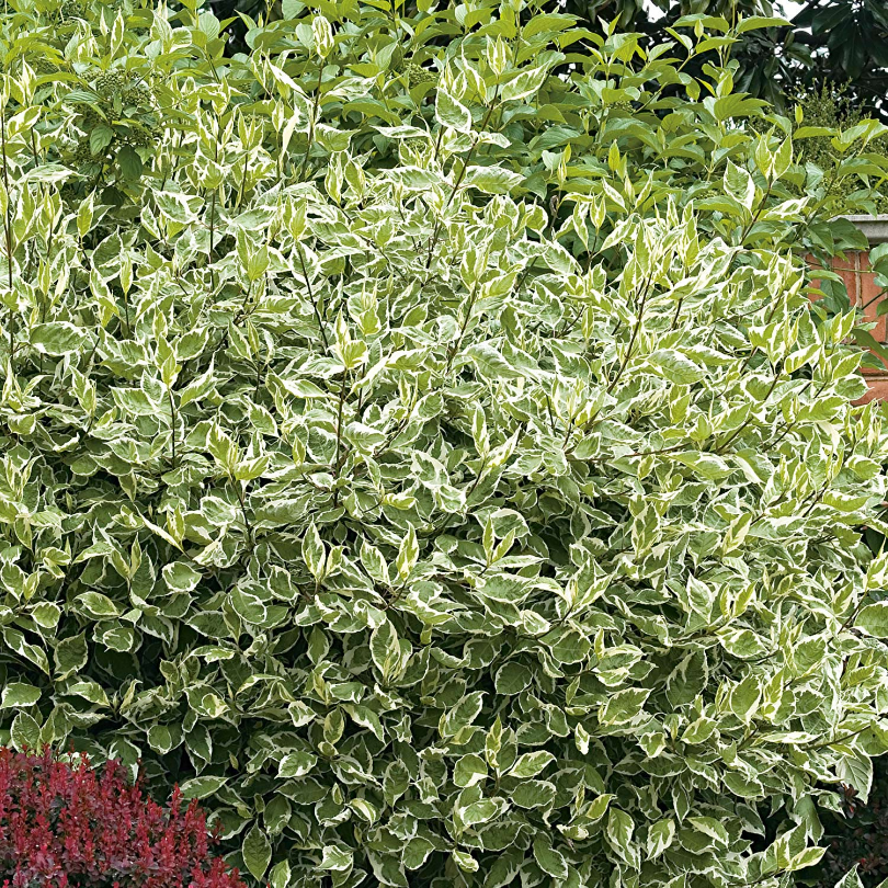 Corn, Cornus Alba Elegantissima