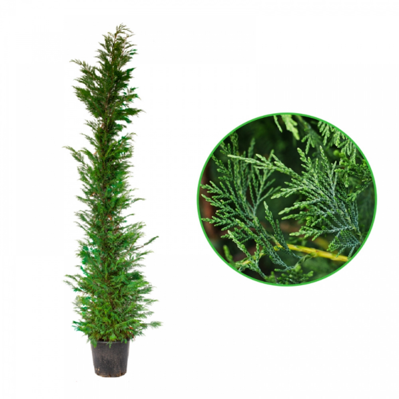 Chiparos Leyland, Cupressocyparis Leylandii