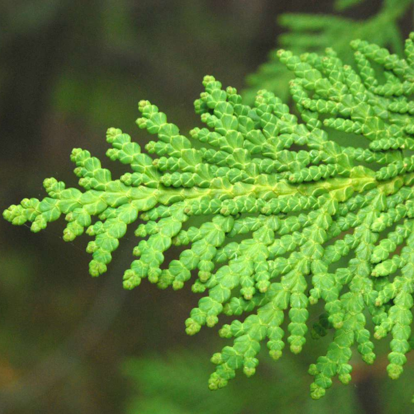 Tuia, Thuja occidentalis Fastigiata