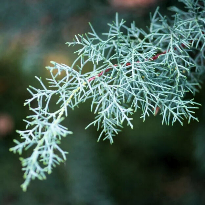 Chiparos de Arizona, Cupressus Arizonica