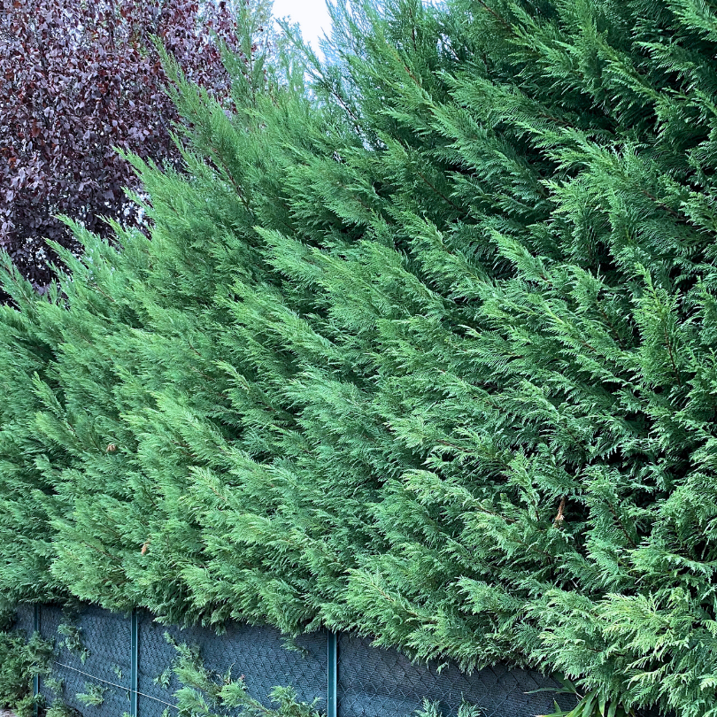 Chiparos de Arizona, Cupressus Arizonica – Sepe