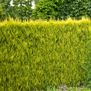 Chiparos Leyland Auriu, Cupressocyparis Leylandii Gold Rider