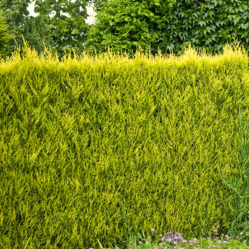 Chiparos Leyland Auriu, Cupressocyparis Leylandii Gold Rider