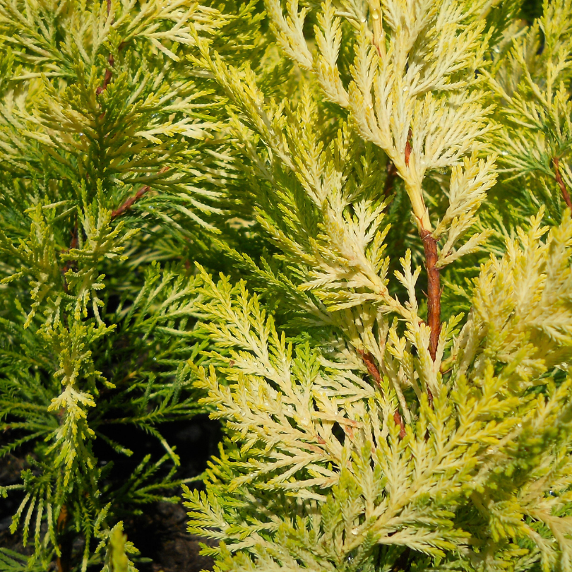 Chiparos Leyland Auriu, Cupressocyparis Leylandii Gold Rider