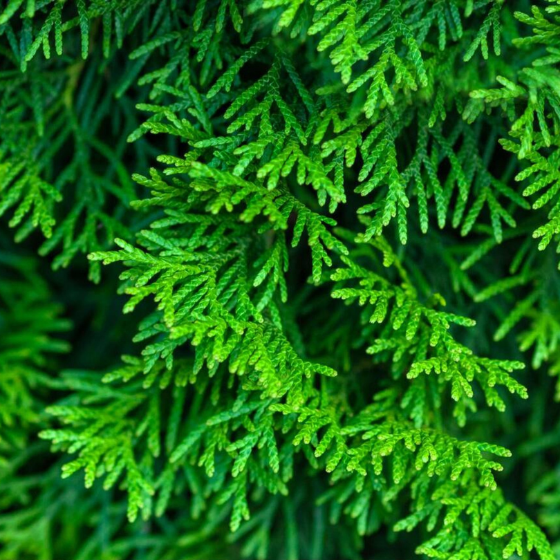 Tuia Smaragd, Thuja Occidentalis Smaragd