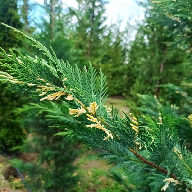 Chiparos Leyland, Cupressocyparis Leylandii Variegata