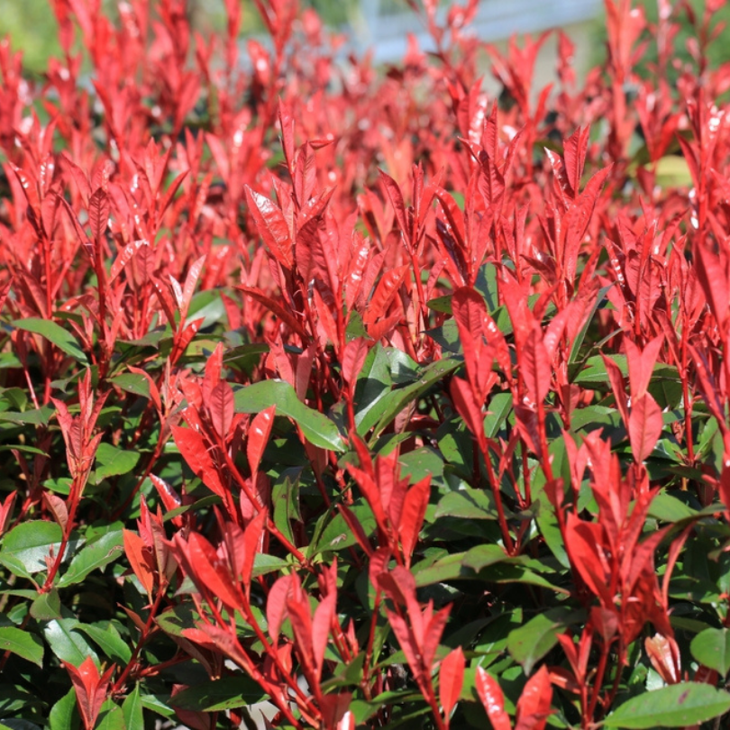 Photinia, Photinia Fraseri Red Robin