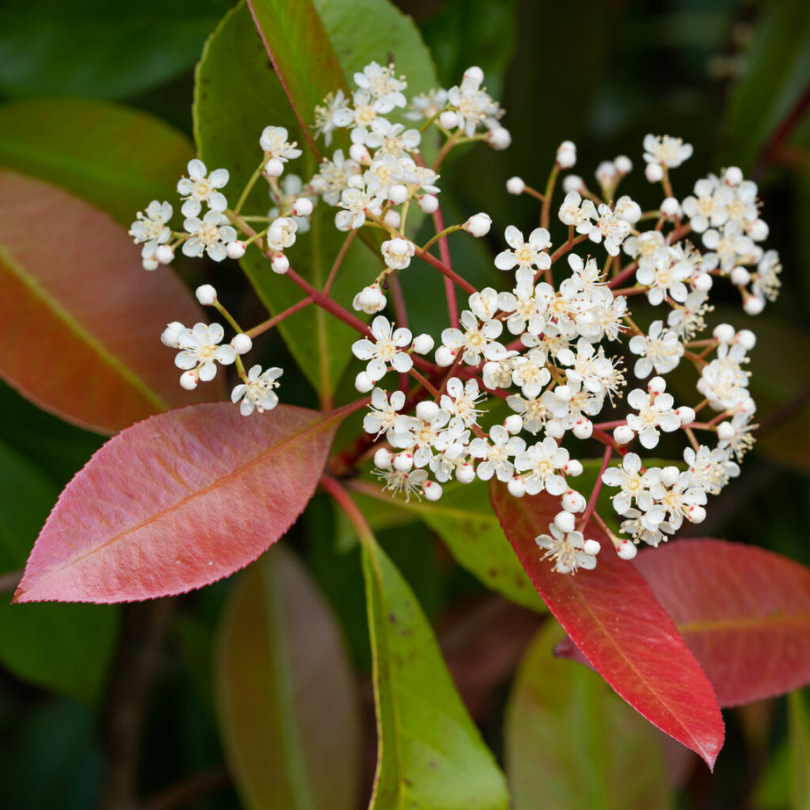 Photinia, Photinia Fraseri Red Robin