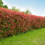 Photinia, Photinia Fraseri Robusta Compacta