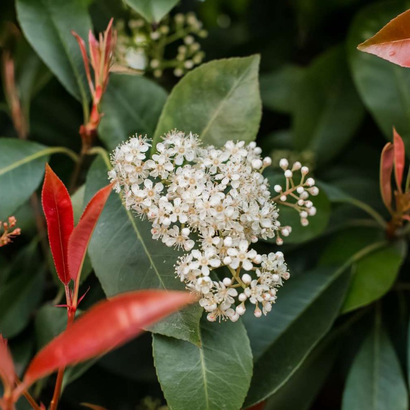 Photinia, Photinia Fraseri Robusta Compacta