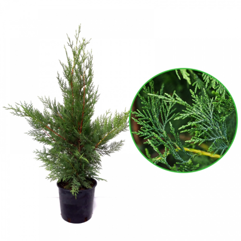 Chiparos Leyland, Cupressocyparis Leylandii