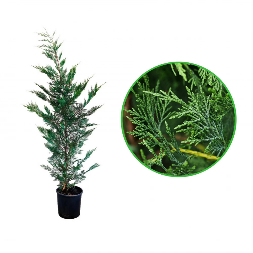 Chiparos Leyland, Cupressocyparis Leylandii