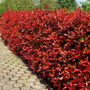 Photinia, Photinia Fraseri Magical Volcano