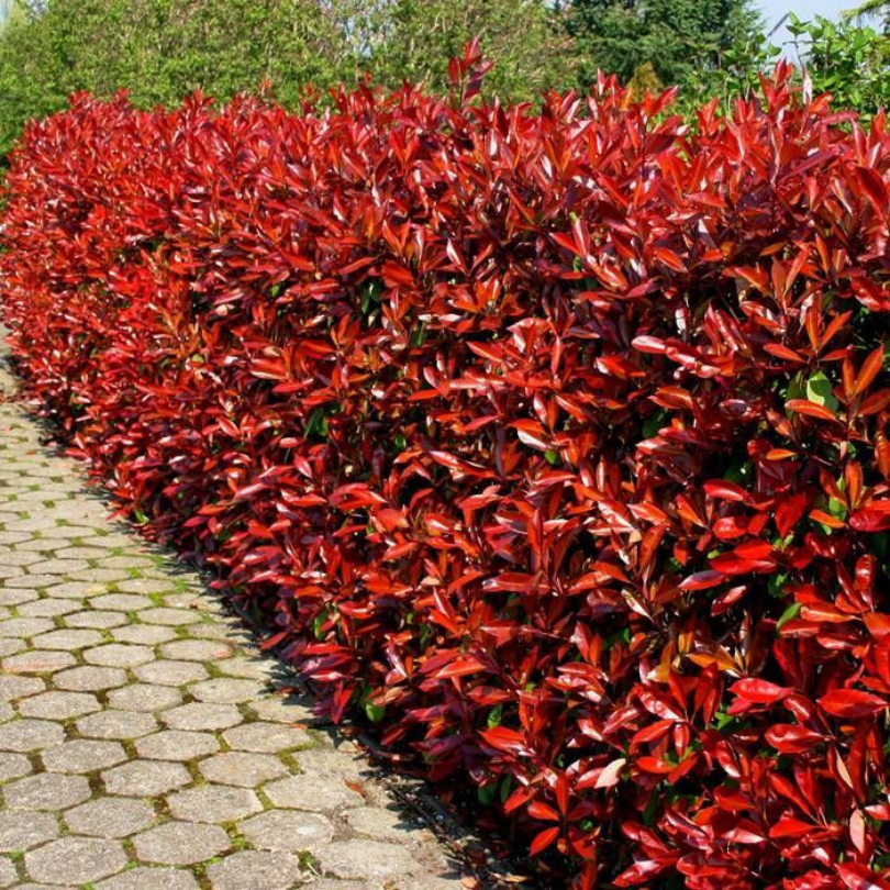 Photinia, Photinia Fraseri Magical Volcano