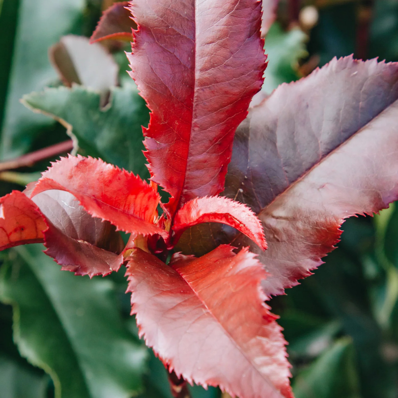 Photinia, Photinia Fraseri Magical Volcano
