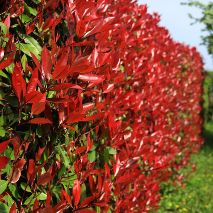 Photinia, Photinia Fraseri Little Red Robin