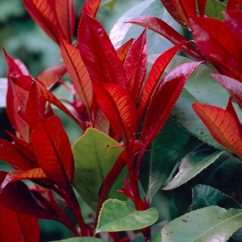 Photinia, Photinia Fraseri Little Red Robin
