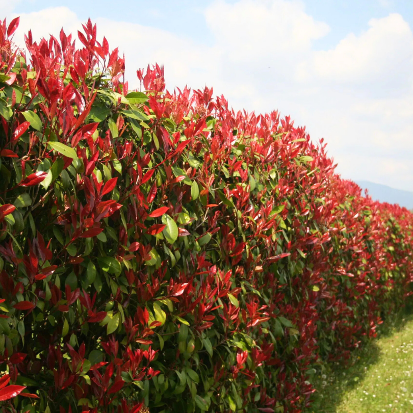 Photinia, Photinia Fraseri Carré Rouge