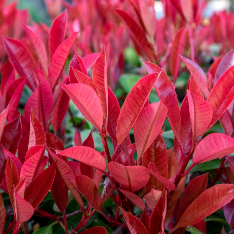 Photinia, Photinia Fraseri Carré Rouge
