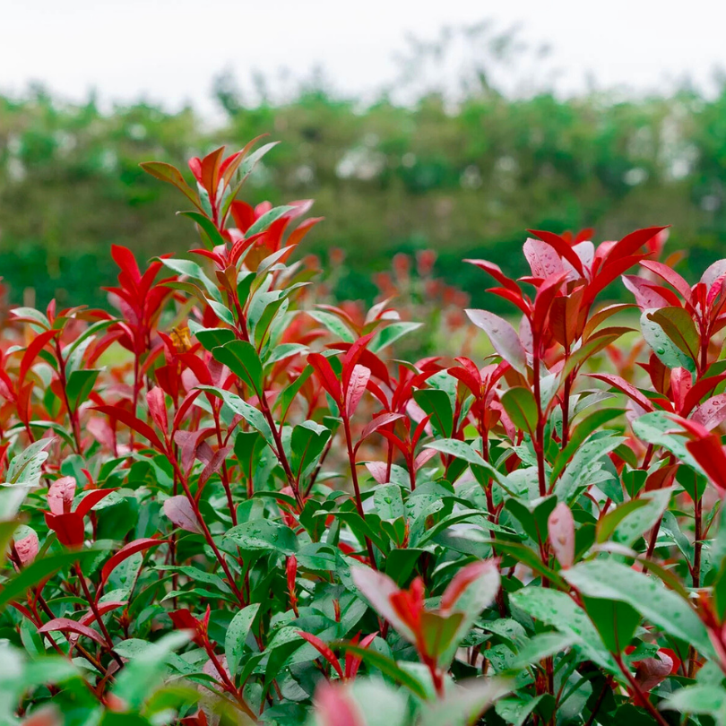 Photinia Red Robin Nana