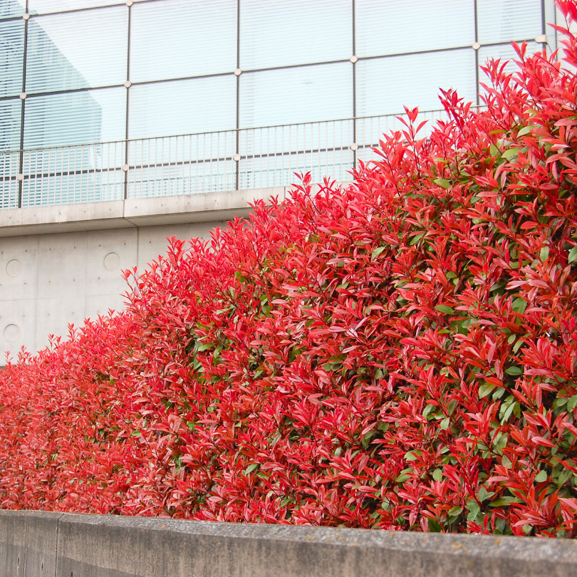 Photinia Red Robin Nana