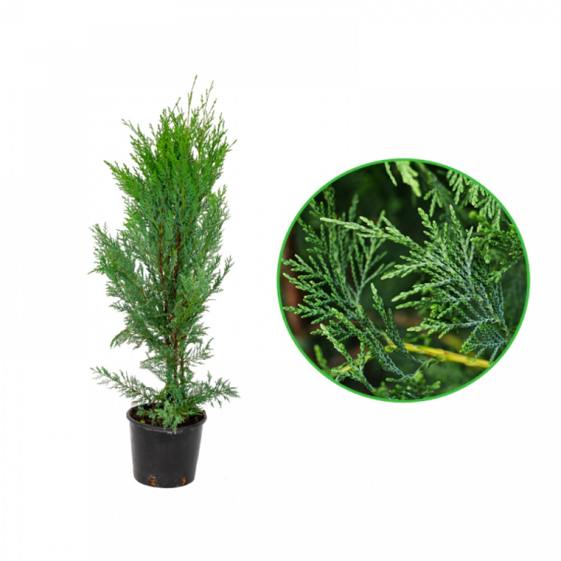 Chiparos Leyland, Cupressocyparis Leylandii