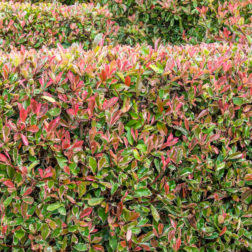 Photinia Fraseri Pink Marble