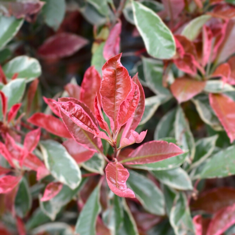 Photinia Fraseri Pink Marble