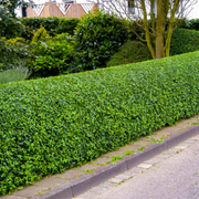 Lemn Cainesc Verde, Ligustrum Ovalifolium