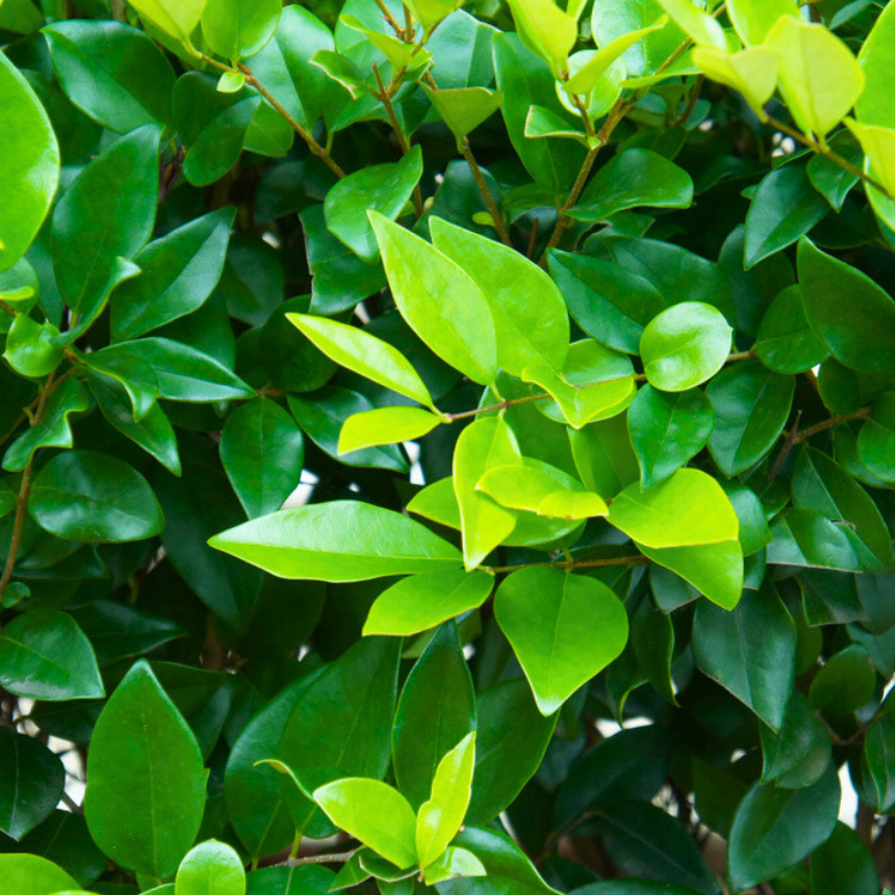 Lemn Cainesc Verde, Ligustrum Ovalifolium