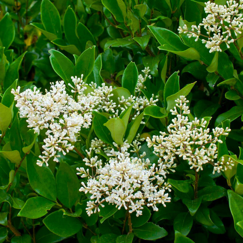 Lemn Cainesc, Ligustrum Japonicum Texanum