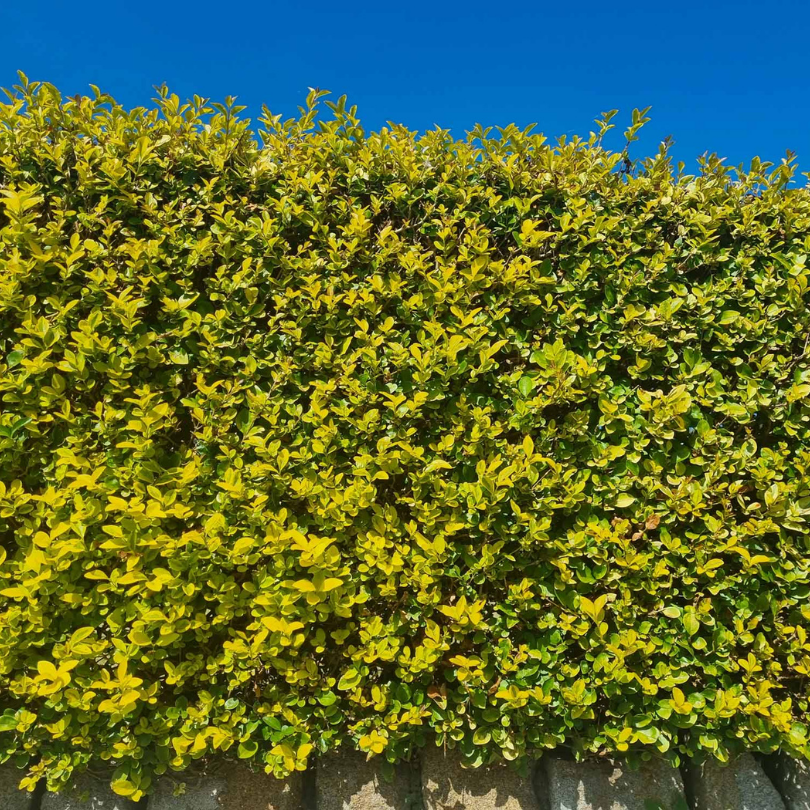 Lemn Cainesc Auriu, Ligustrum Ovalifolium Aureum